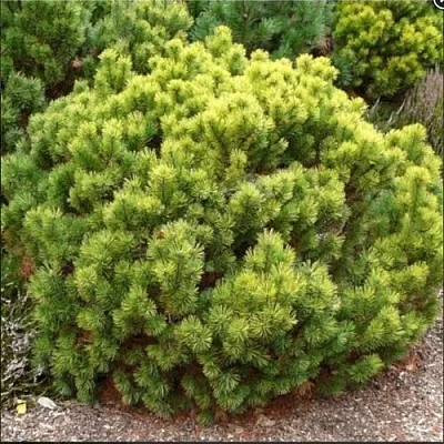 Ель ДАНС ДВАРФ обыкновення  Ель ДАНС ДВАРФ обыкновення в Казани