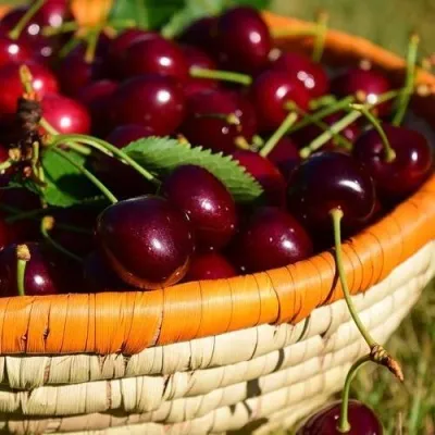 Вишня НЕСВИЖСКАЯ — описание сорта Вишня НЕСВИЖСКАЯ в Казани