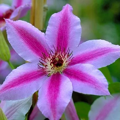 Клематис НЕЛЛИ МОЗЕР в Казани