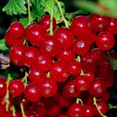 Смородина красная СЕРПАНТИН в Казани