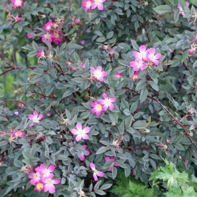 Саженцы роз сизая — описание сорта Саженцы роз сизая в Казани