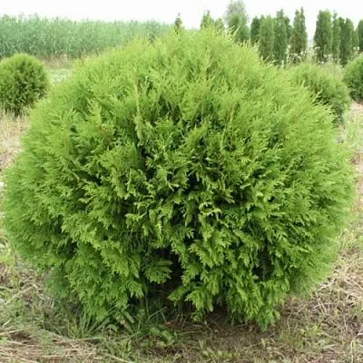 Туя ГЛОБОЗА западная  Туя ГЛОБОЗА западная в Казани