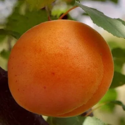 Абрикос ОЛИМП в Казани