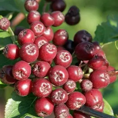 Рябина БУРКА сладкоплодная — описание сорта Рябина БУРКА сладкоплодная в Казани