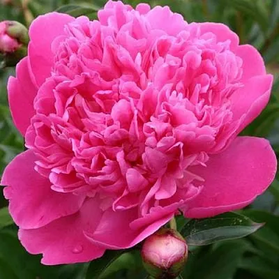 Пион ЭДУЛИС СУПЕРБА травянистый  Пион ЭДУЛИС СУПЕРБА травянистый в Казани