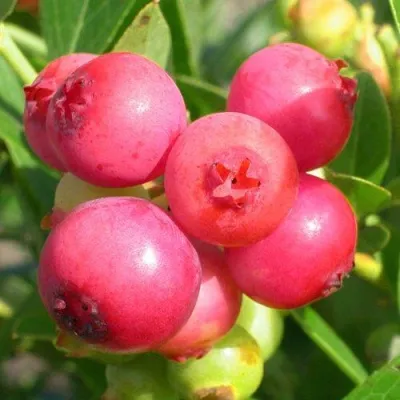 Голубика ПИНК ЛИМОНАД — описание сорта Голубика ПИНК ЛИМОНАД в Казани