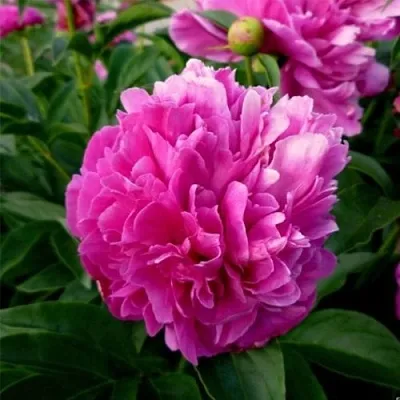 Пион ФЕЛИКС КРАУССЕ травянистый  Пион ФЕЛИКС КРАУССЕ травянистый в Казани