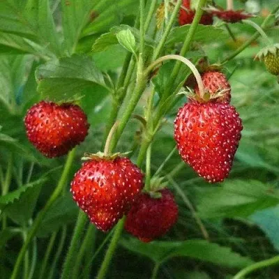 Земляника АЛЬПИЙСКАЯ  Земляника АЛЬПИЙСКАЯ в Казани