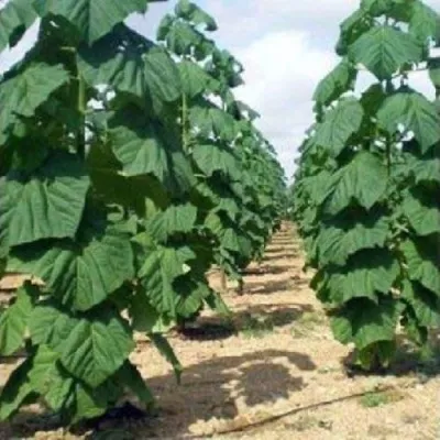 Павлония ПАО ТОГН Z07 — описание сорта Павлония ПАО ТОГН Z07 в Казани