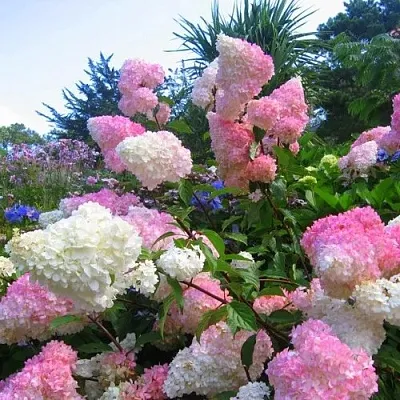 Гортензия ВАНИЛЛА ФРАЙЗ метельчатая  Гортензия ВАНИЛЛА ФРАЙЗ метельчатая в Казани