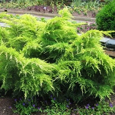 Можжевельник ГОЛД КОСТ средний  Можжевельник ГОЛД КОСТ средний в Казани