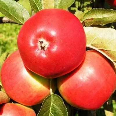 Яблоня СЯБРЫНА в Казани