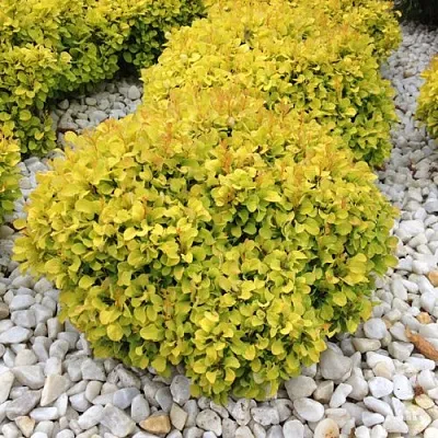 Барбарис БОНАНЗА ГОЛД тунберга  Барбарис БОНАНЗА ГОЛД тунберга в Казани