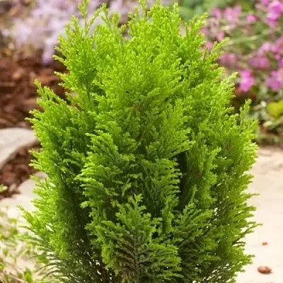 Кипарисовик ЭЛВУДИ ГОЛД лавсона  Кипарисовик ЭЛВУДИ ГОЛД лавсона в Казани