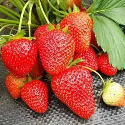 Клубника ВИМА РИНА ремонтантная  Клубника ВИМА РИНА ремонтантная в Казани