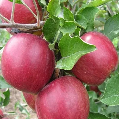 Яблоня МОСКОВСКОЕ ОЖЕРЕЛЬЕ колонновидная  Яблони Московское Ожерелье колонновидная в Казани