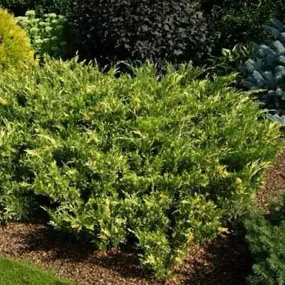 Можжевельник ВАРИЕГАТА казацкий  Можжевельник ВАРИЕГАТА казацкий в Казани