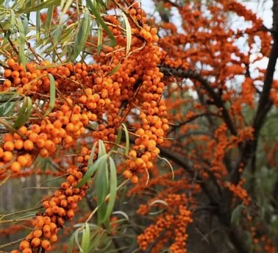 Облепиха СЕРАФИМА в Казани