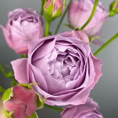 Саженцы роз ЛАВЕНДЕР БАБЛС спрей  Саженцы роз ЛАВЕНДЕР БАБЛС спрей в Казани