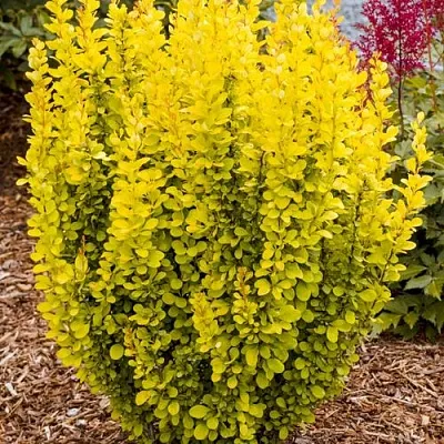 Барбарис ГОЛДЕН ТОРЧ тунберга  Барбарис ГОЛДЕН ТОРЧ тунберга в Казани