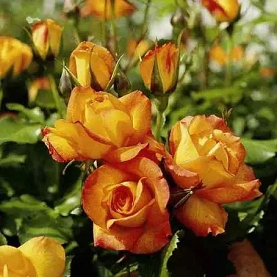 Саженцы роз САХАРА плетистая  Саженцы роз САХАРА плетистая в Казани