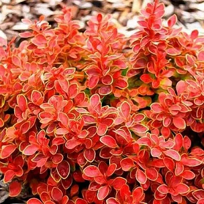 Барбарис КОРАЛ тунберга  Барбарис КОРАЛ тунберга в Казани