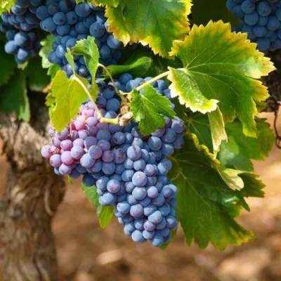 Виноград ЗИЛГА — описание сорта Виноград ЗИЛГА в Казани