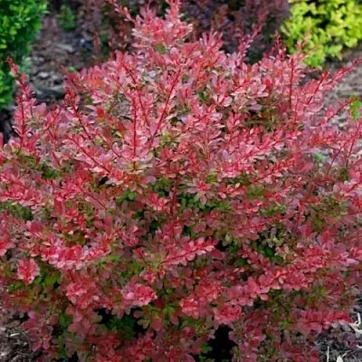 Барбарис ГОЛДЕН РИНГ тунберга  Барбарис ГОЛДЕН РИНГ тунберга в Казани