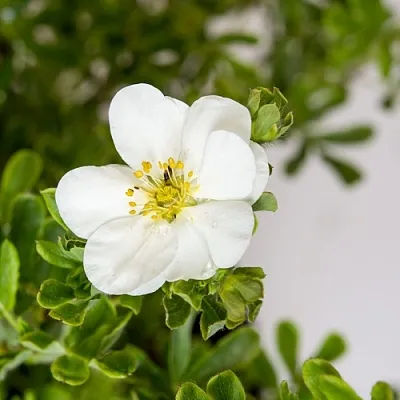 Лапчатка СНОУБЕРД кустарниковая в Казани