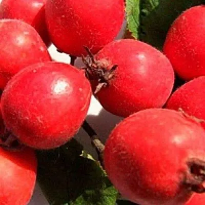 Боярышник КРУПНОПЛОДНЫЙ  Боярышник КРУПНОПЛОДНЫЙ в Казани