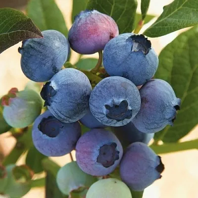 Голубика ОСОРНО в Казани