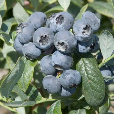 Голубика БРИГИТТА — описание сорта Голубика БРИГИТТА в Казани