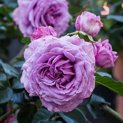 Саженцы роз СИЛЬВЕР КВИК плетистая  Саженцы роз СИЛЬВЕР КВИК плетистая в Казани