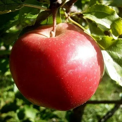 Яблоня НАСТЕНЬКА в Казани