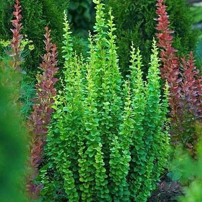 Барбарис ЭРЕКТА тунберга  Барбарис ЭРЕКТА тунберга в Казани