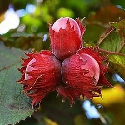 Фундук КРАСНЫЙ ЯНТАРЬ в Казани