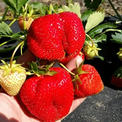 Клубника АПРИКА  Клубника АПРИКА в Казани