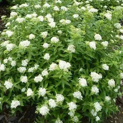 Спирея АЛЬБИФЛОРА японская в Казани