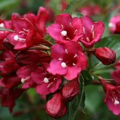 Вейгела ЕВА РАТКЕ в Казани