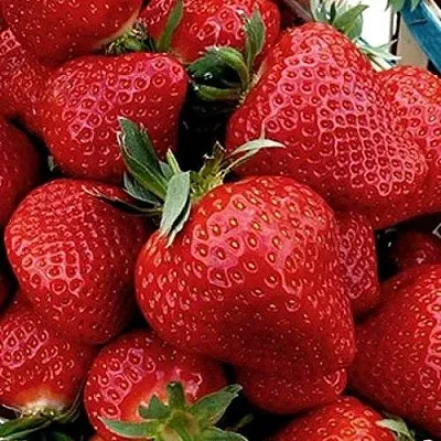 Клубника КЛЕРИ  Клубника КЛЕРИ в Казани