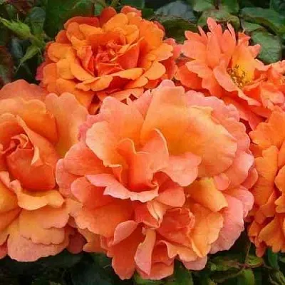 Саженцы роз БРИДЖ ОФ САЙЗ плетистая  Саженцы роз БРИДЖ ОФ САЙЗ плетистая в Казани