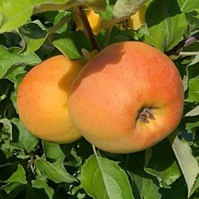 Яблоня АНТОНОВКА ЗОЛОТАЯ в Казани