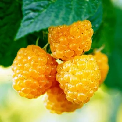 Малина МЕДОВАЯ  Малина МЕДОВАЯ в Казани