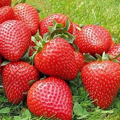 Клубника ЭЛИАНЕ  Клубника ЭЛИАНЕ в Казани