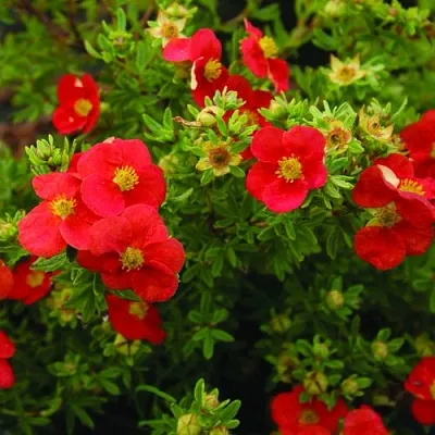 Лапчатка РЕД АЙС кустарниковая в Казани