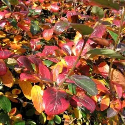 Кизильник блестящий — описание сорта Кизильник блестящий в Казани