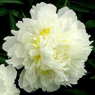 Пион ЗОЛОТОЙ ОРЕОЛ травянистый в Казани