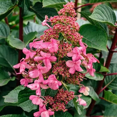 Гортензия ИНФИНИТИ метельчатая  Гортензия ИНФИНИТИ метельчатая в Казани