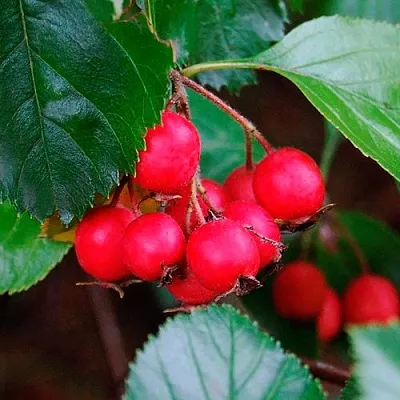 Боярышник ЛЮДМИЛ  Боярышник ЛЮДМИЛ в Казани