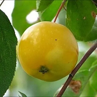 Яблоня КИТАЙКА ЖЁЛТАЯ колонновидная  Яблоня КИТАЙКА ЖЁЛТАЯ колонновидная в Казани